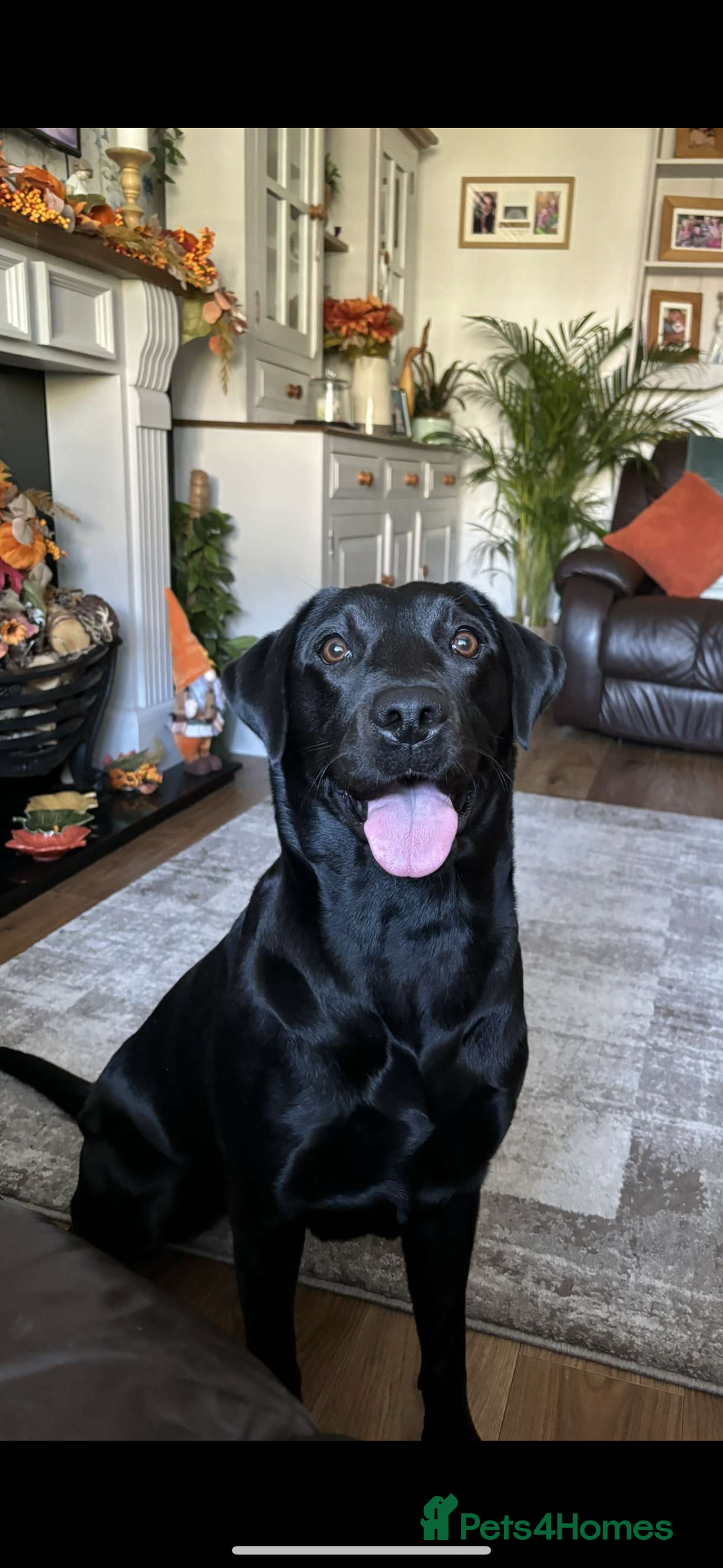 Labrador Retriever dogs for sale: 9 Beautiful Labrador Puppies For Sale  - Image 34