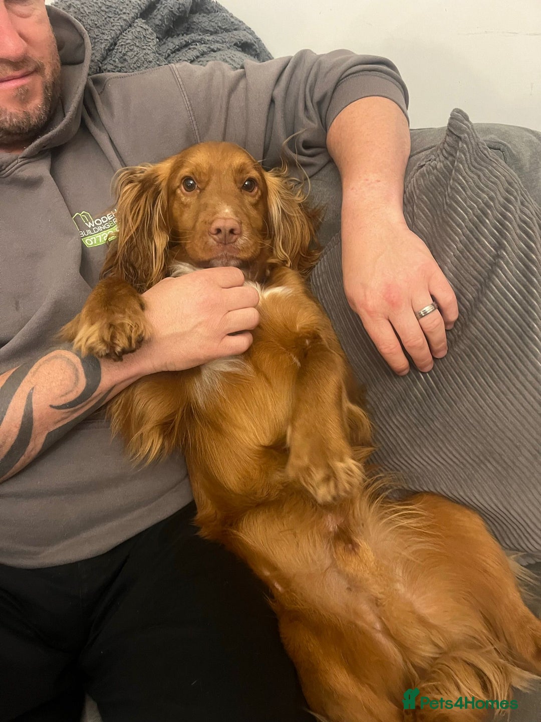 Cocker Spaniel dogs for sale: Kc registered Working cocker spaniel puppies  - Advert 9