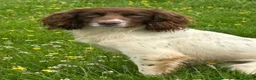English Springer Spaniel dogs for sale: 7 x English Springer Spaniel puppies for sale - Advert 31