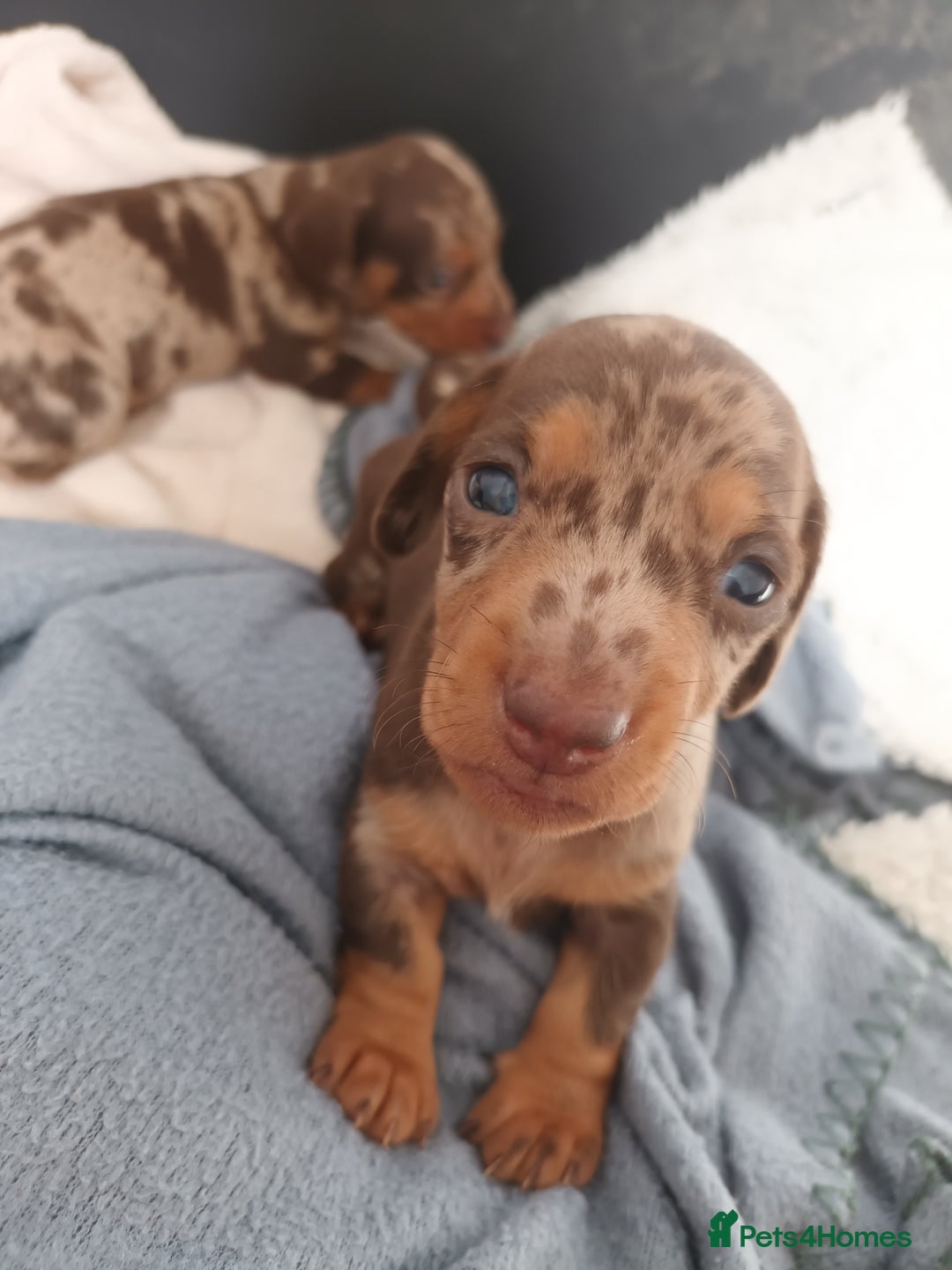 Dachshund dogs for sale: Mini Chocolate dapple sausage/daschunds puppies - Image 2