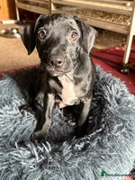 Mixed Breed dogs French bulldog/cockerspaniel 12 weeks old - Advert 2