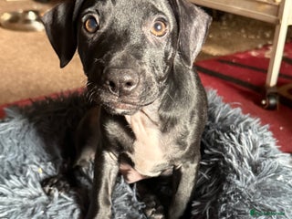 Mixed Breed dogs French bulldog/cockerspaniel 12 weeks old - Advert 6