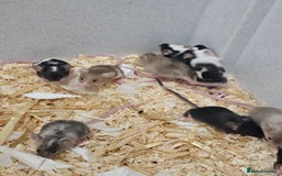 Mouse rodents for sale: Female fancy mice  - Image 7