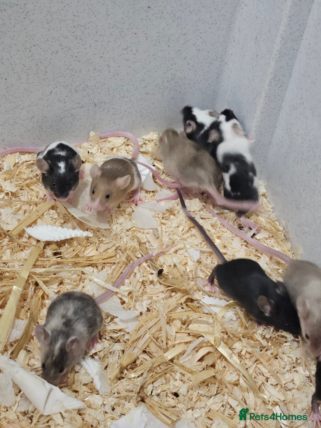 Mouse rodents for sale: Female fancy mice  - Image 7
