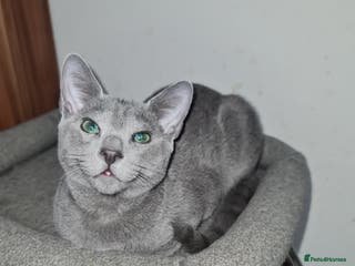 Russian Blue cats Stunning Russian Blue kittens-pure Pedigree - Advert 5