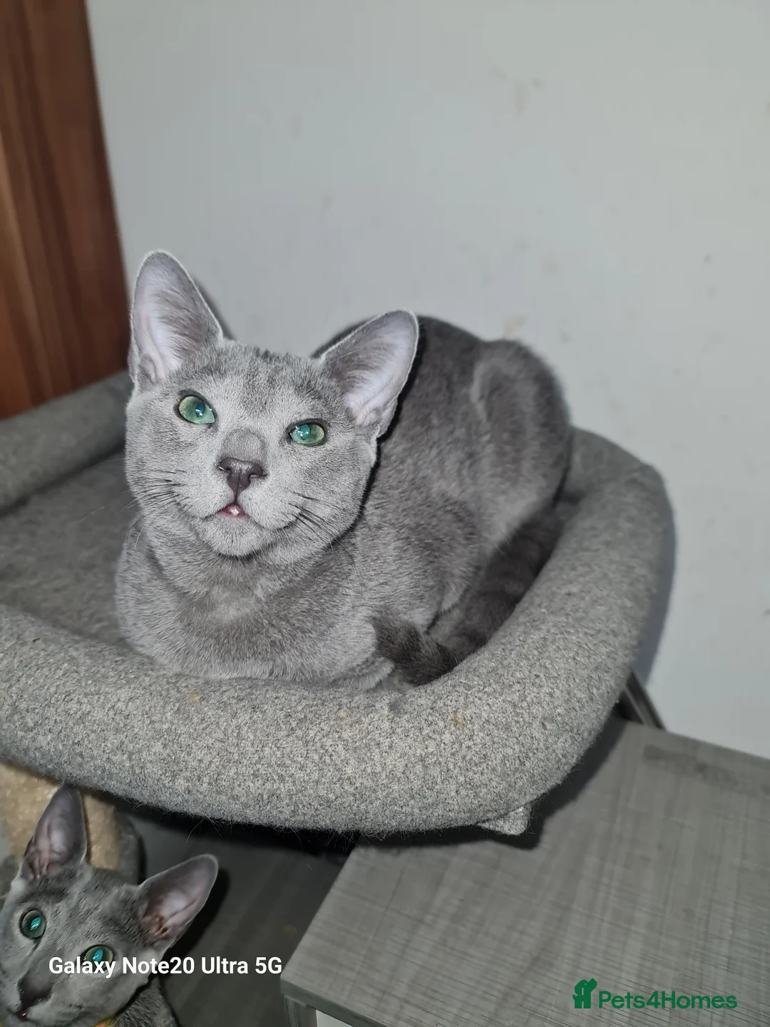 Russian Blue cats for sale: Stunning Russian Blue kittens-pure Pedigree - Advert 1