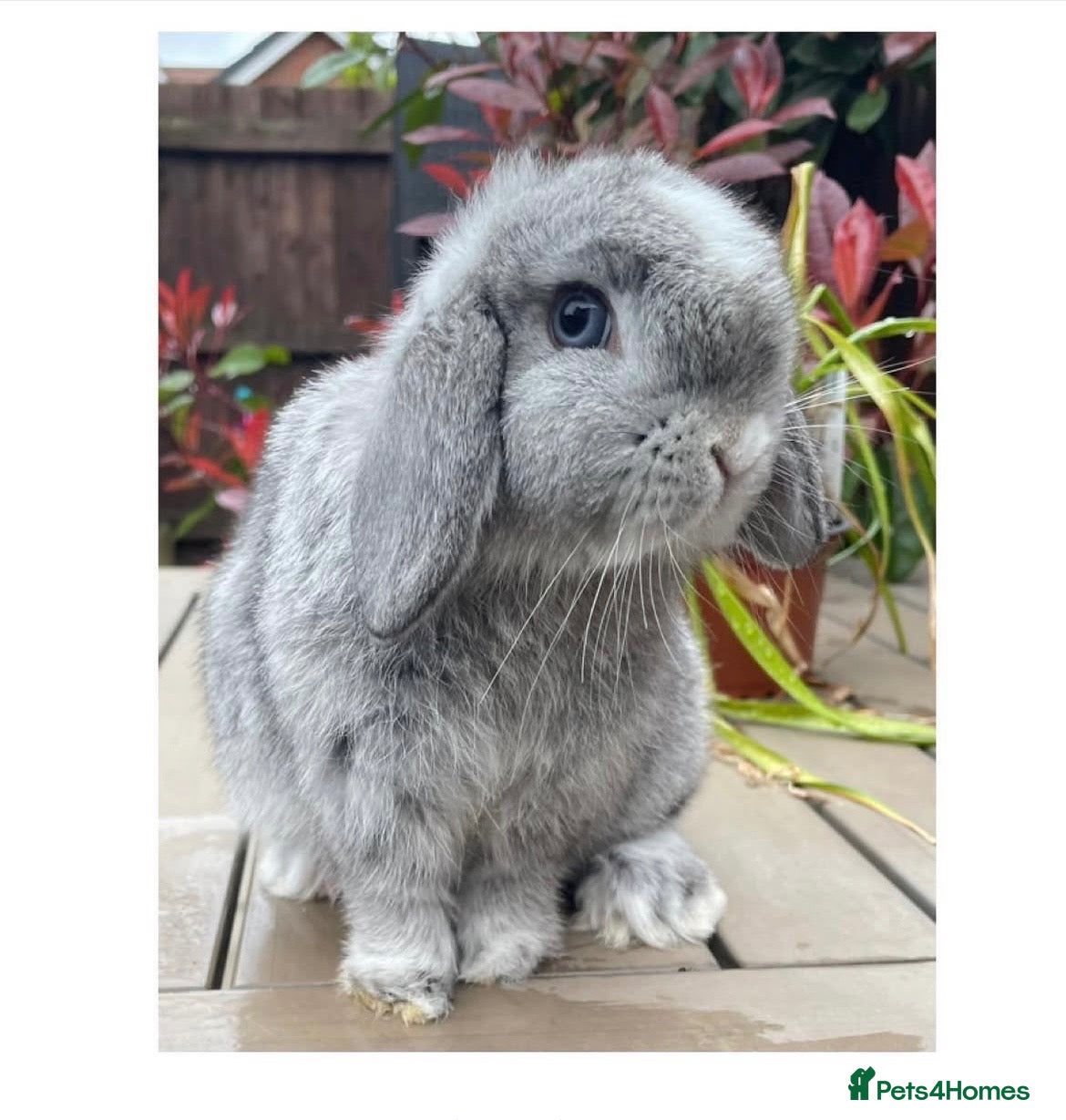 Mini Lop rabbits Beautiful mini lops - Advert 1
