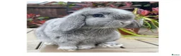 Mini Lop rabbits for sale: Beautiful mini lops - Advert 1