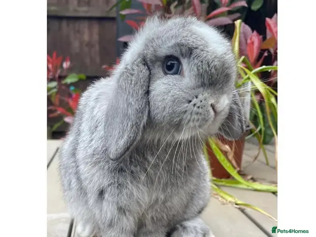 Mini Lop rabbits Beautiful mini lops - Advert 1