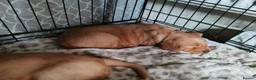 Golden Retriever dogs for sale: 1 boy ready to leave KC reg Red Golden retriever - Advert 17