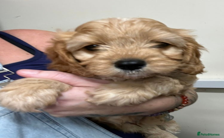 Cavapoo dogs - Advert 7