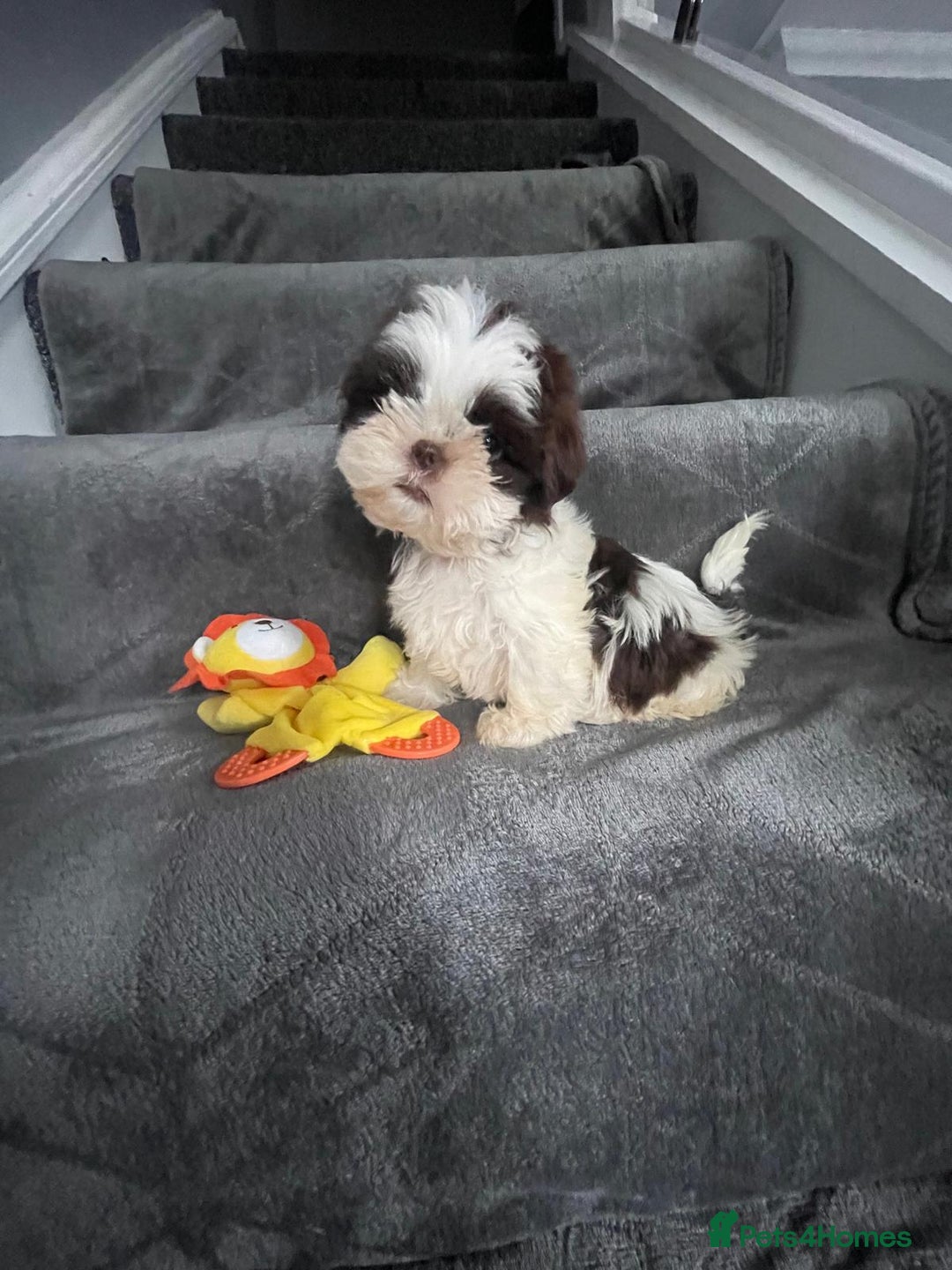 Shih Tzu dogs for sale: Imperial shih tzu pups  - Image 11