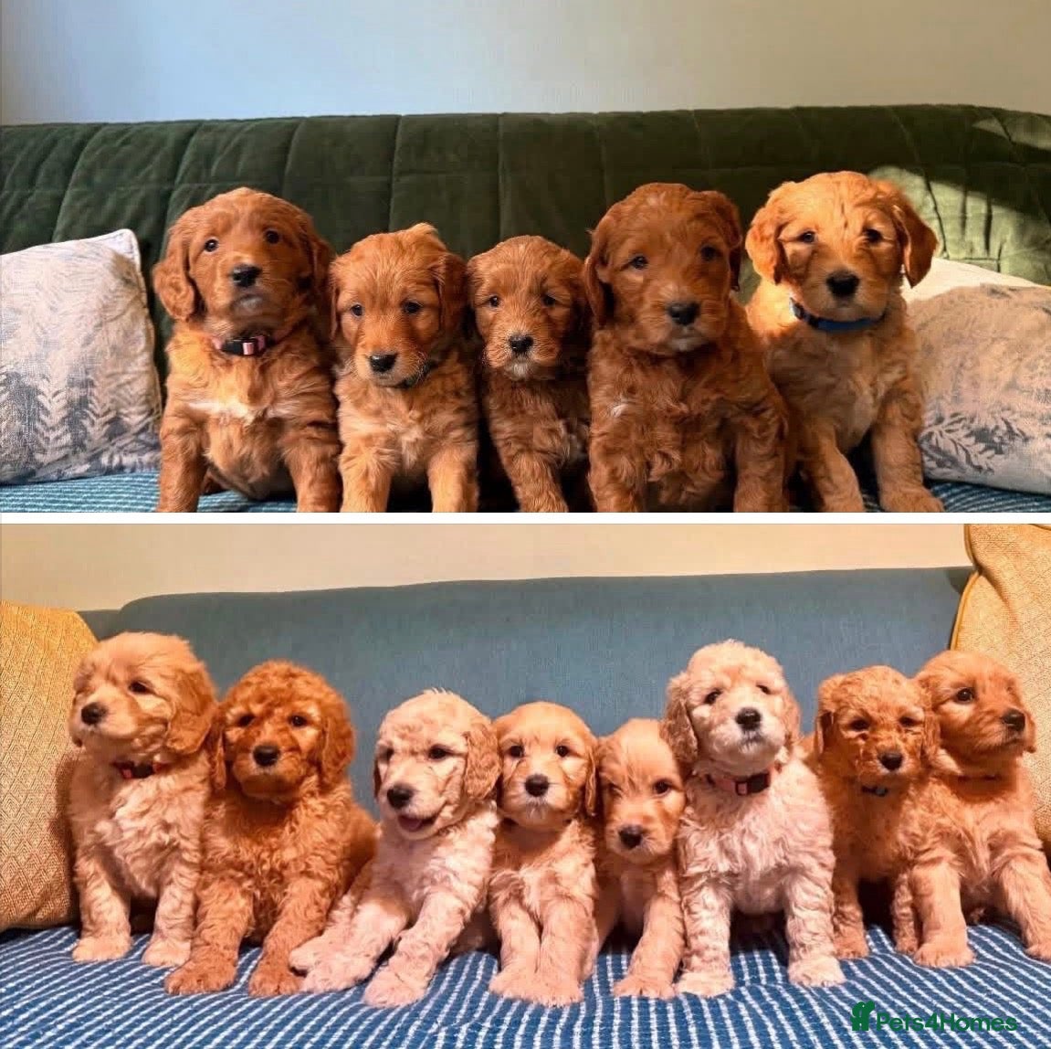Mixed Breed dogs Mini Golden Doodle X - Advert 1