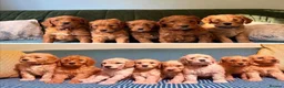 Mixed Breed dogs for sale: Mini Golden Doodle X - Advert 1