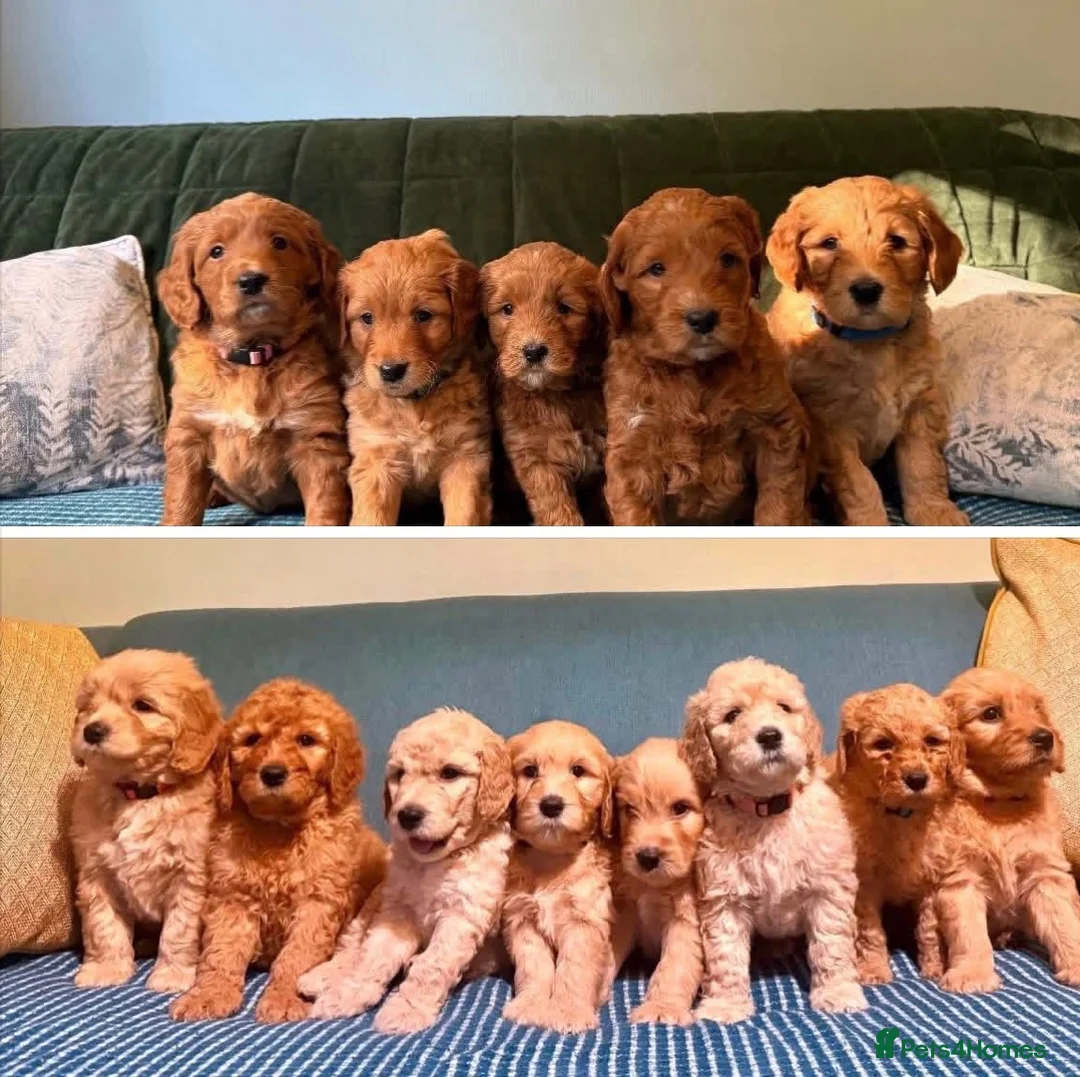 Mixed Breed dogs for sale: Mini Golden Doodle X - Advert 1
