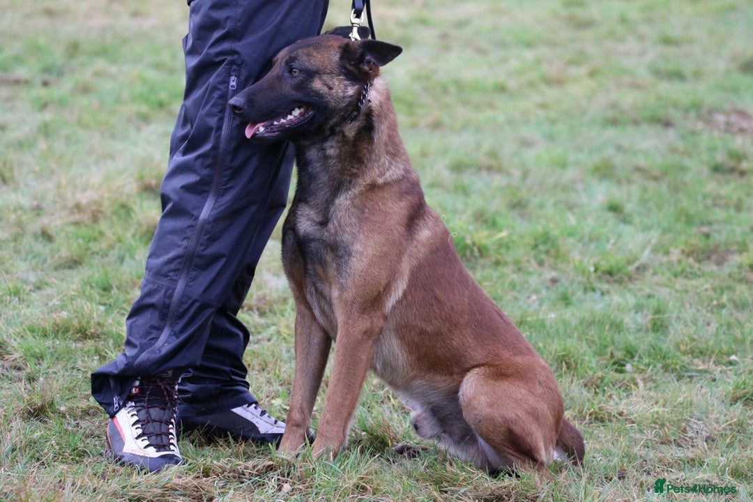 German Shepherd dogs for sale: Quality German Shepherd Cross Puppies  - Image 6