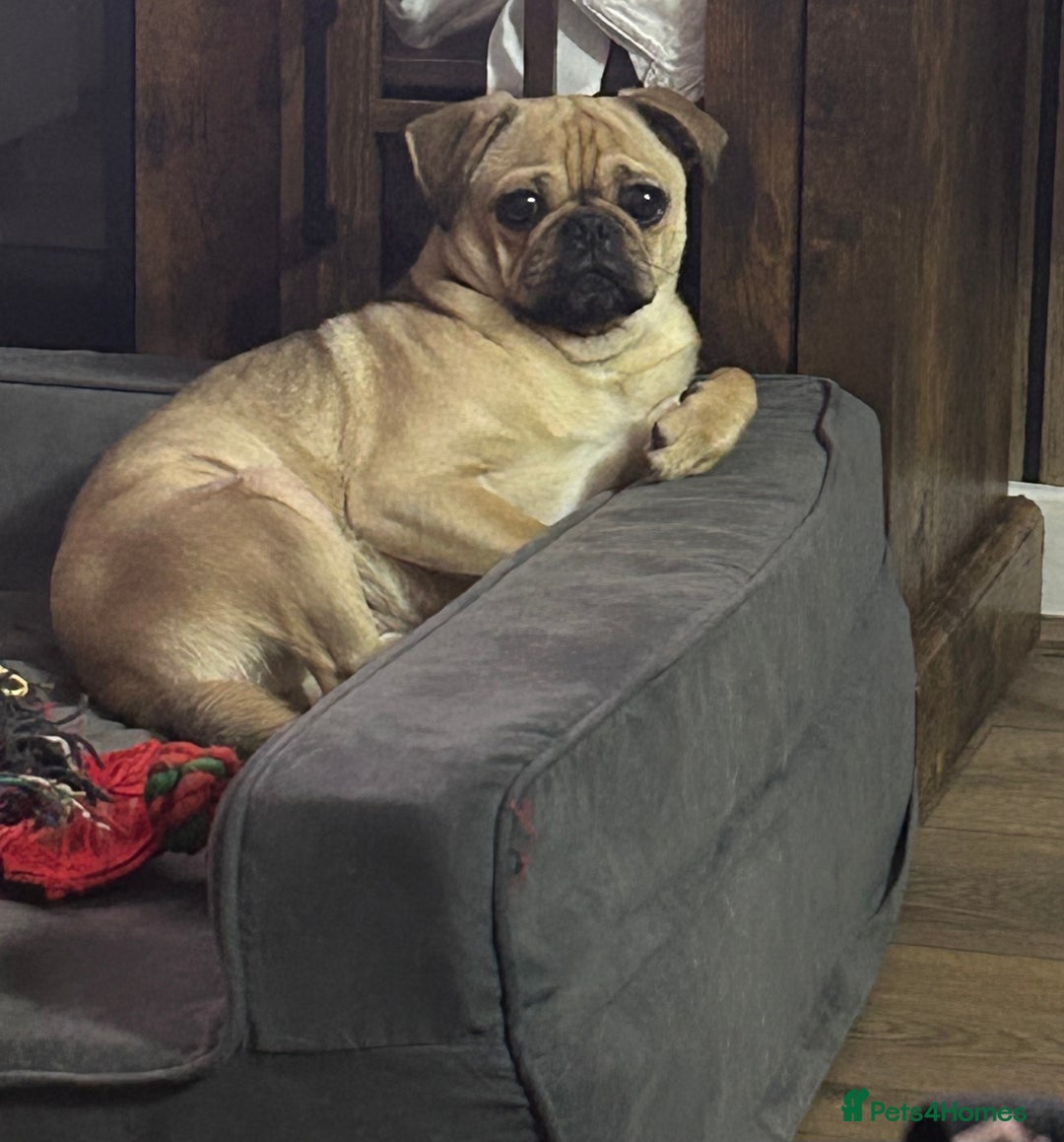 Frug dogs for sale: Gorgeous chunky pups - Image 4