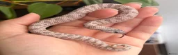 Snake reptiles for sale: Western Hognose Hatchlings - Advert 7