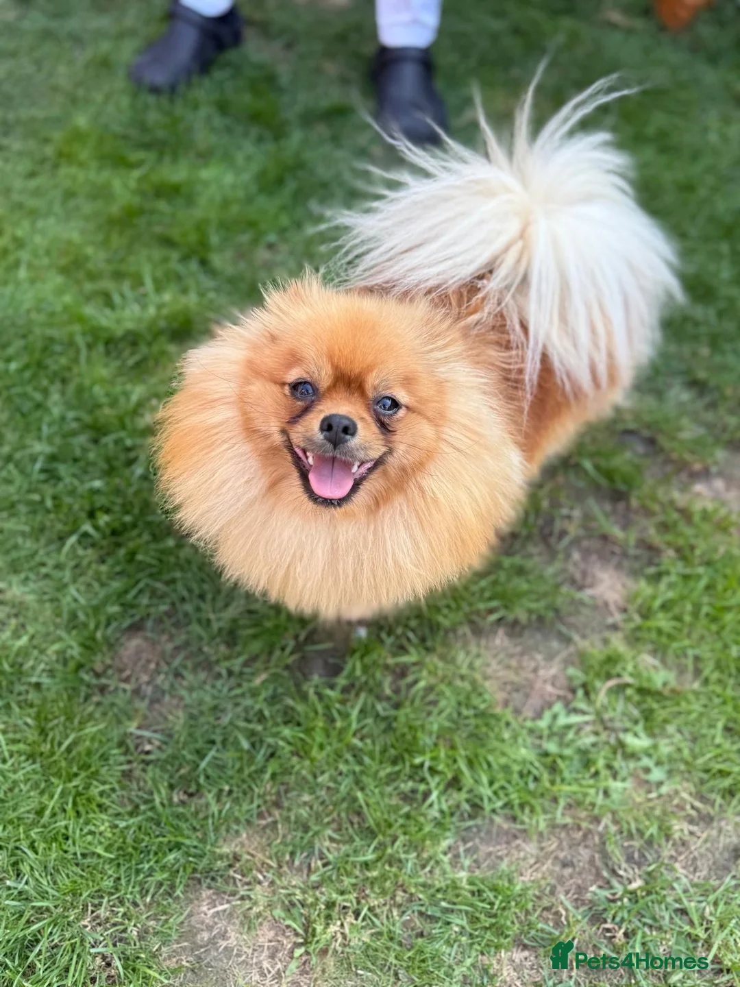 Pomeranian dogs for sale: Puppies. in London - Advert 9