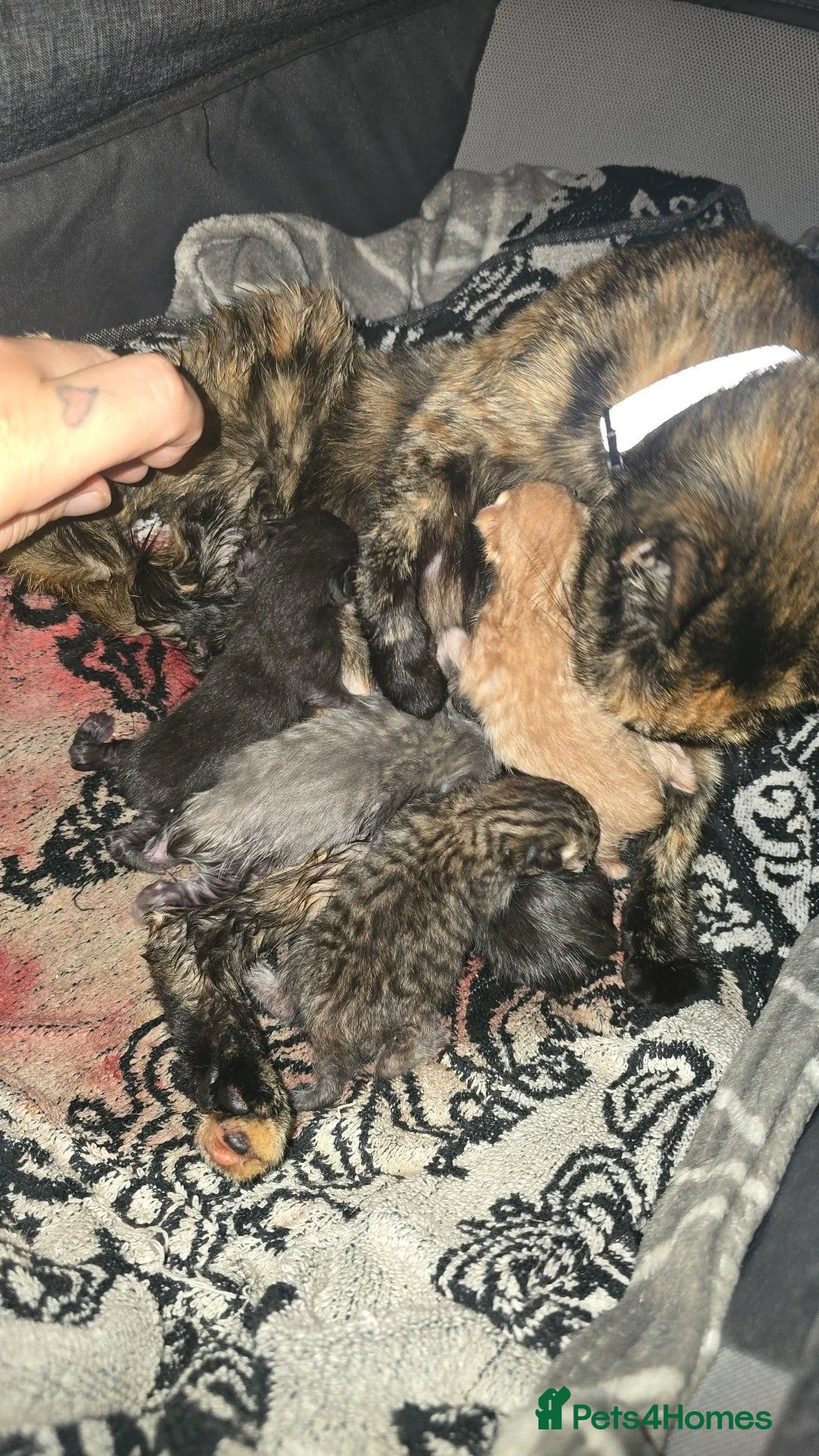 Mixed Breed cats for sale: 5 beautiful kittens  - Advert 28