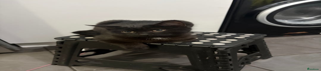 Mixed Breed Kitten 1