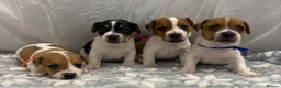 Jack Russell dogs for sale: Bred From Health Tested Parents Jack Russell Pups - Advert 2