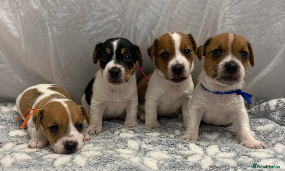 Jack Russell dogs for sale: Bred From Health Tested Parents Jack Russell Pups - Advert 2