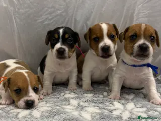 Jack Russell dogs Bred From Health Tested Parents Jack Russell Pups - Advert 15