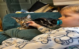 American Shorthair cats for sale: Pedro and Tigger - male tabby’s  - Image 4