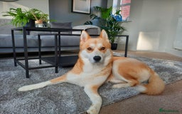Mixed Breed dogs for sale: Mocha - Image 1