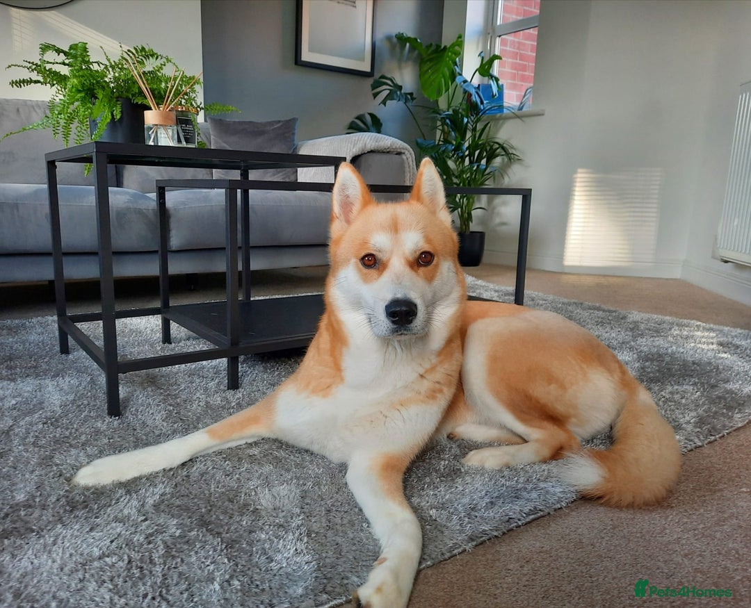 Mixed Breed dogs for sale: Mocha - Image 1