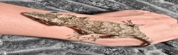 Gecko reptiles for sale: Gargoyle Gecko - Advert 5