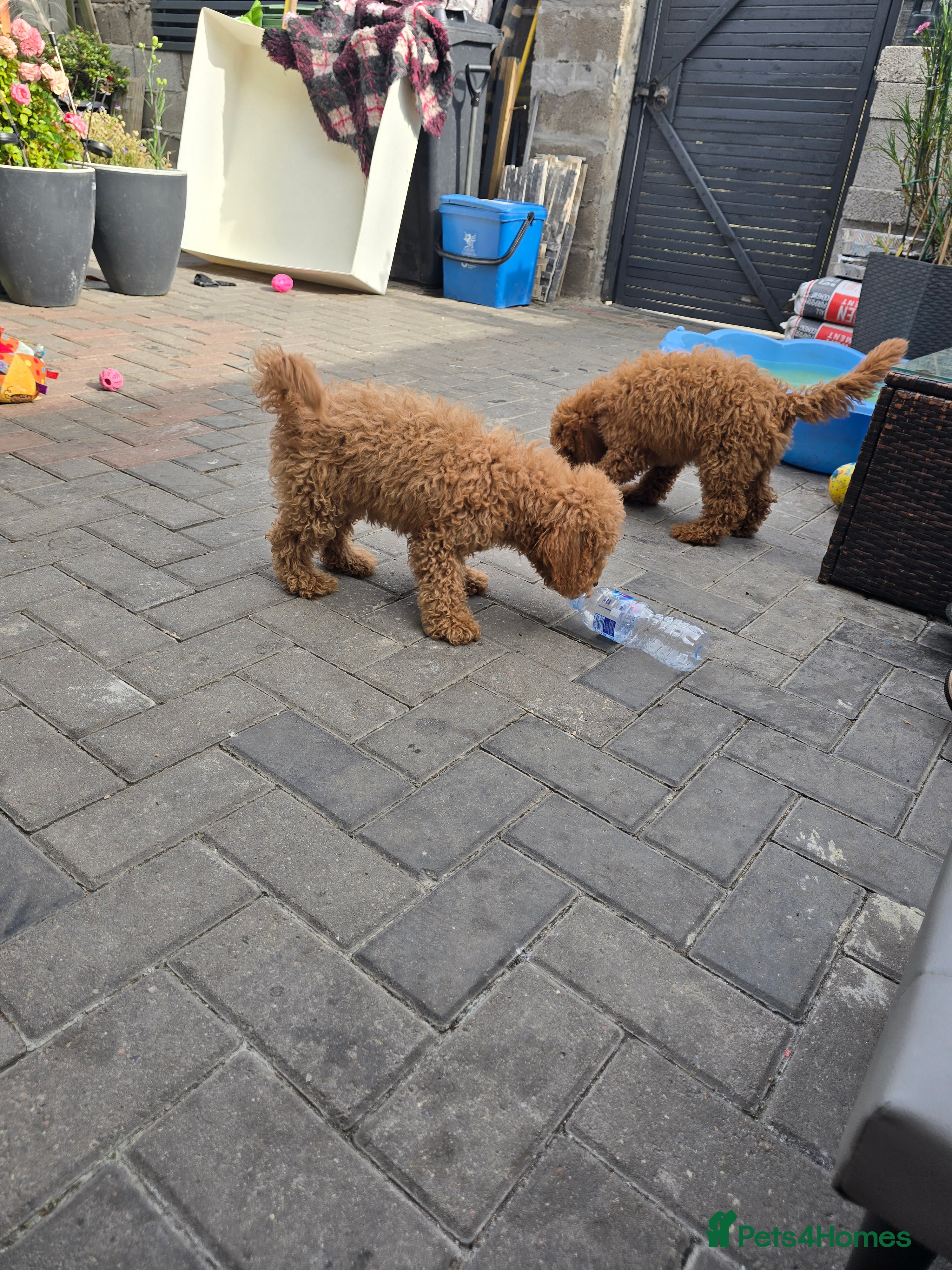 Cavapoo dogs BOYS ONLY cavapoo pups ready to leave  - Advert 2