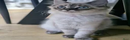 Mixed Breed cats for sale: Ragdoll/Maine coon mix kittens  - Advert 8