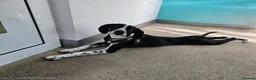 Pointer dogs for sale: 18 month old pointer - Advert 2