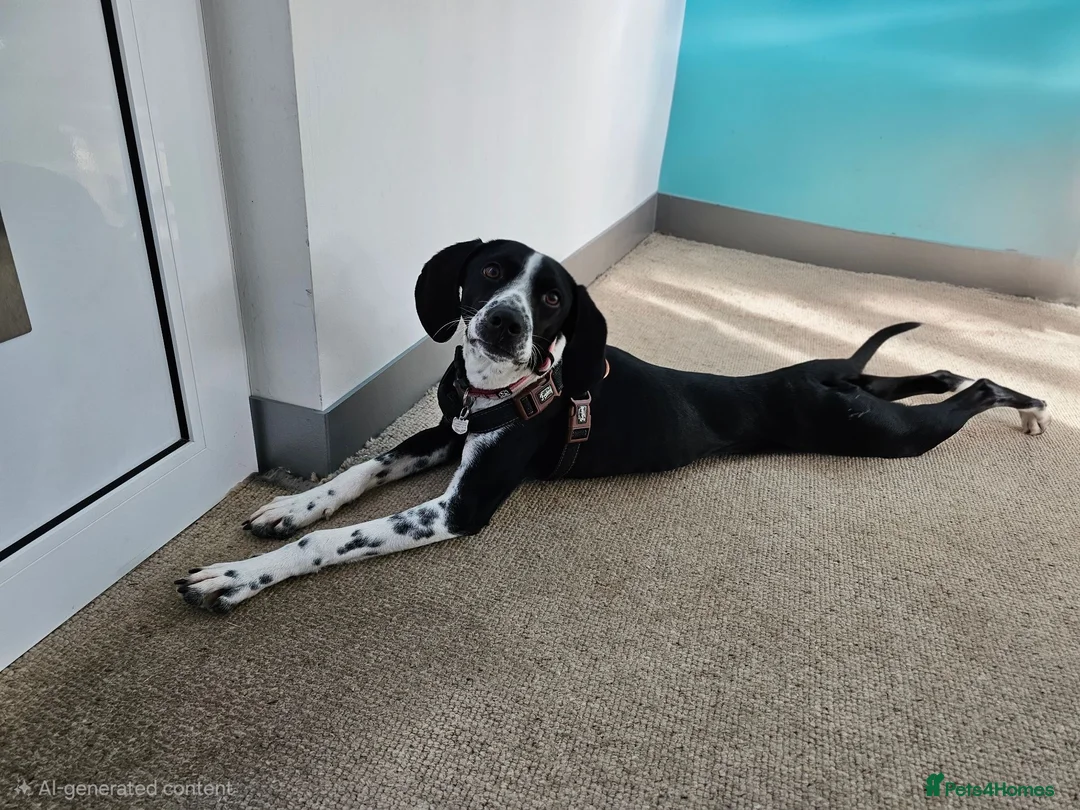 Pointer dogs for sale: 18 month old pointer - Advert 2