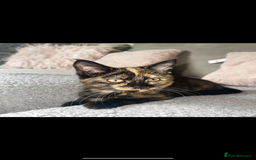 Mixed Breed cats for sale: Rascal - Image 1