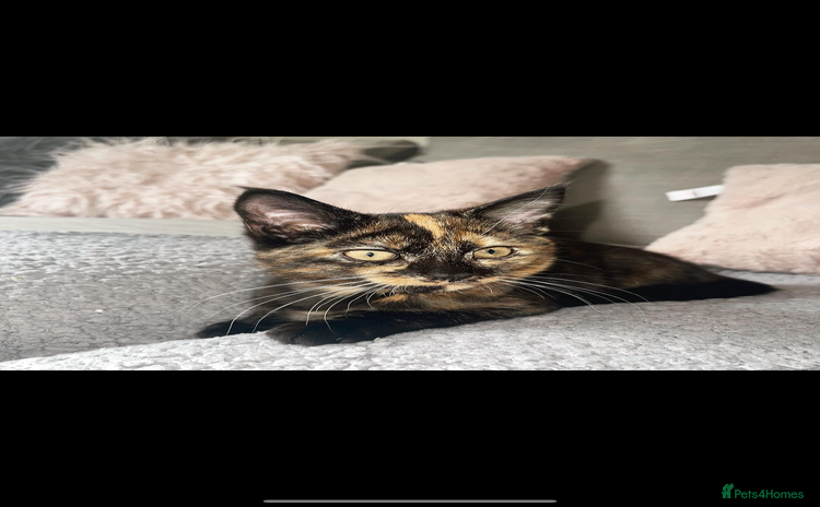 Mixed Breed cats - Advert 13