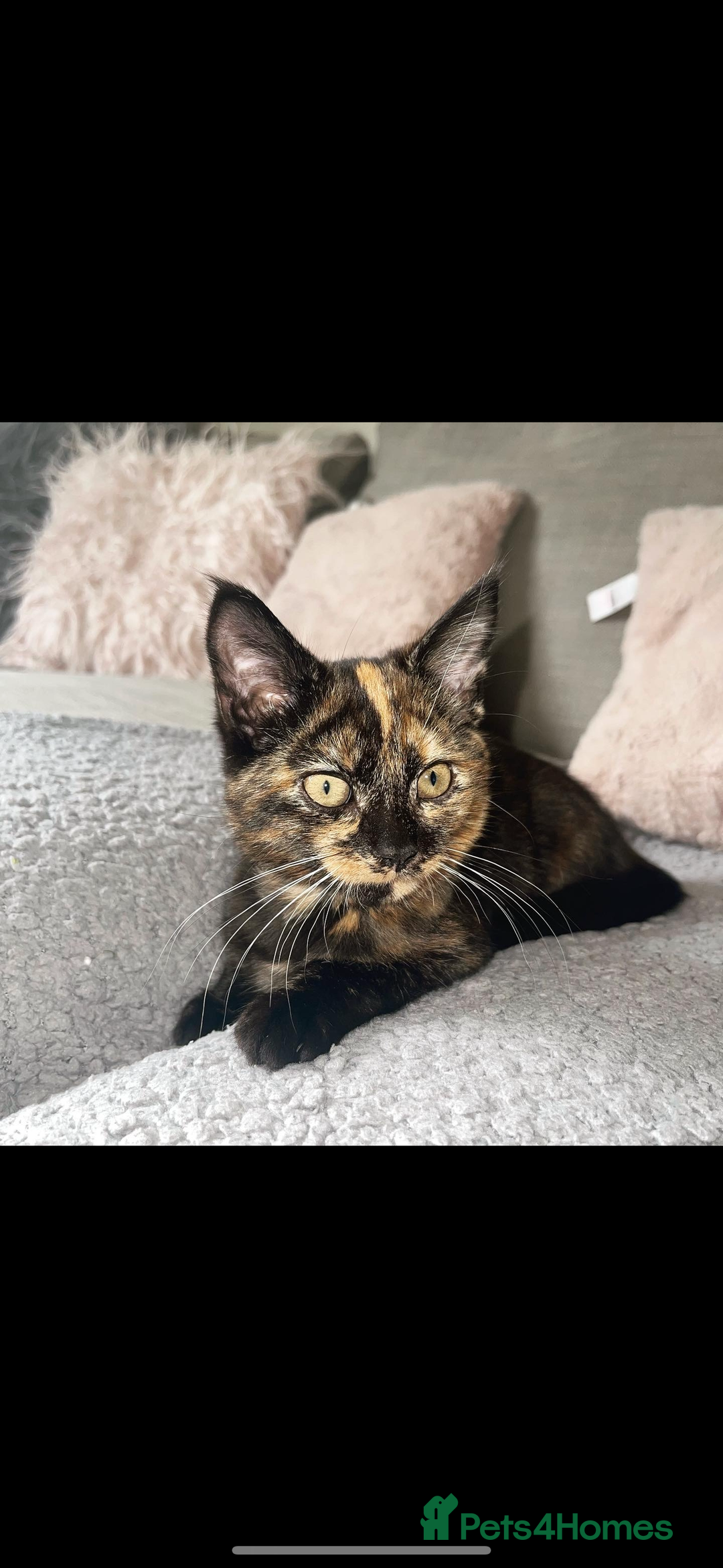 Mixed Breed cats for sale: Rascal - Image 1