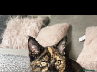 Mixed Breed cats - Advert 36