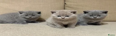British Shorthair 4