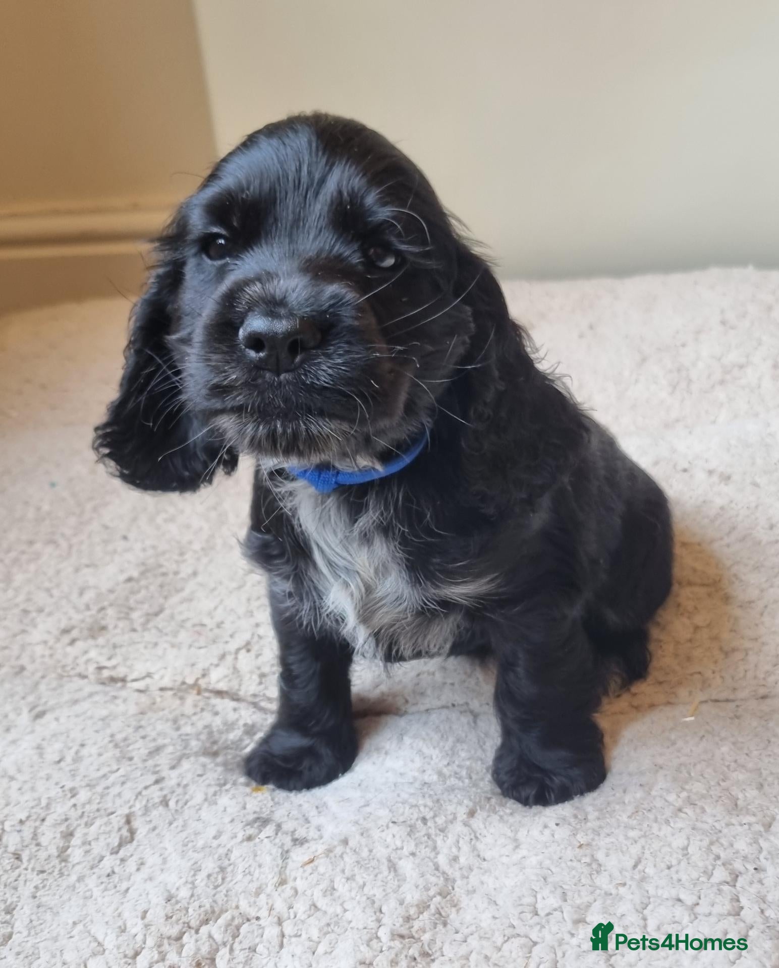 Cocker Spaniel dogs Health Tested Cocker Spaniels Ready Now - Advert 6