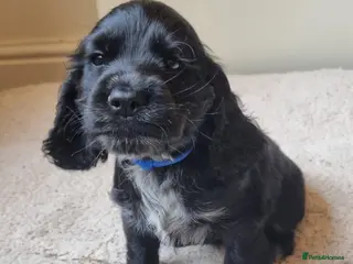 Cocker Spaniel dogs Health Tested Cocker Spaniels Ready Now - Advert 6