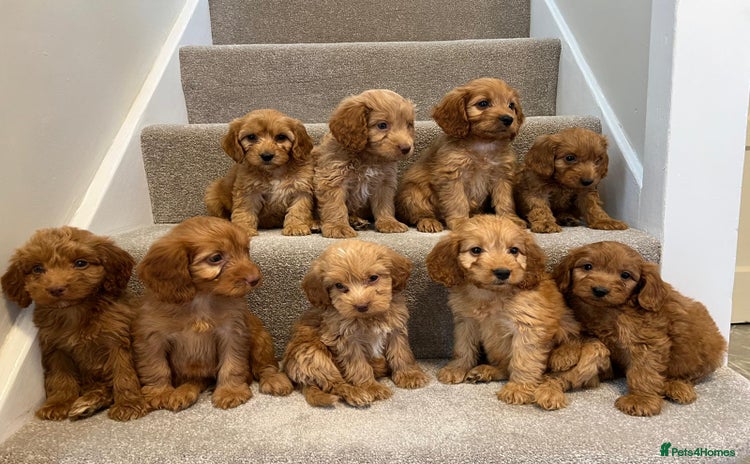 Cockapoo dogs - Advert 1