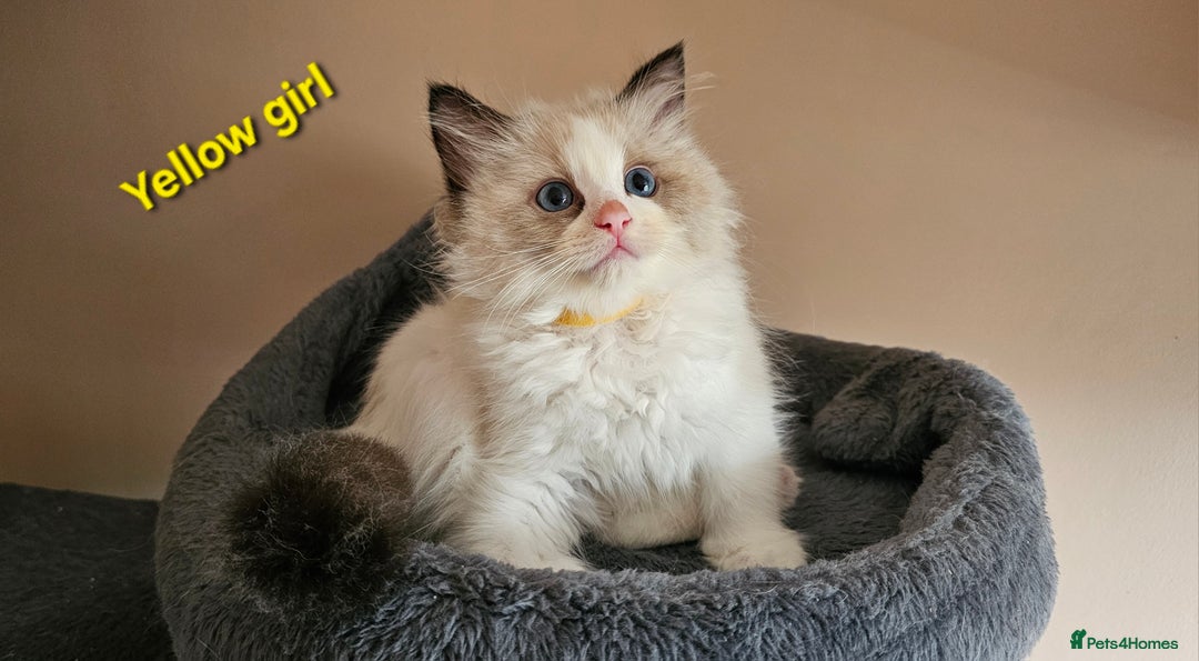 Ragdoll cats for sale: 2 Boys left Gccf £950 Ragdolls  - Image 11