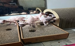Sphynx cats for sale: Sphynx Kittens – Ready for Their Forever home soon - Image 6