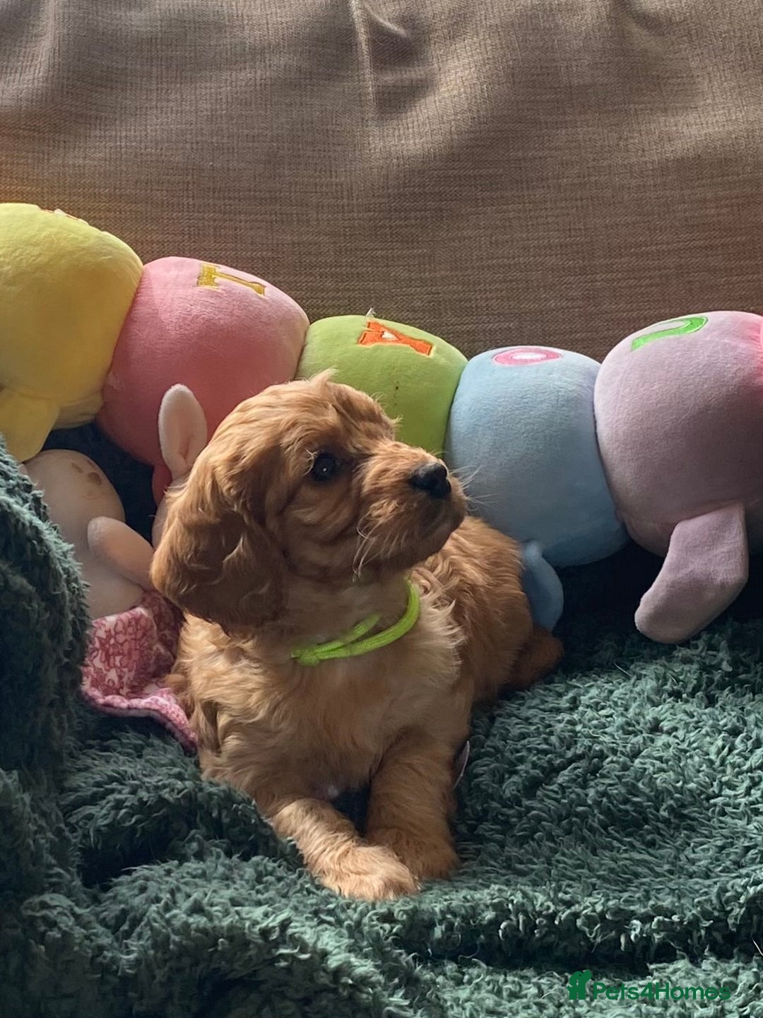 Cockapoo dogs for sale: Adorable Cockapoo puppies - Image 13