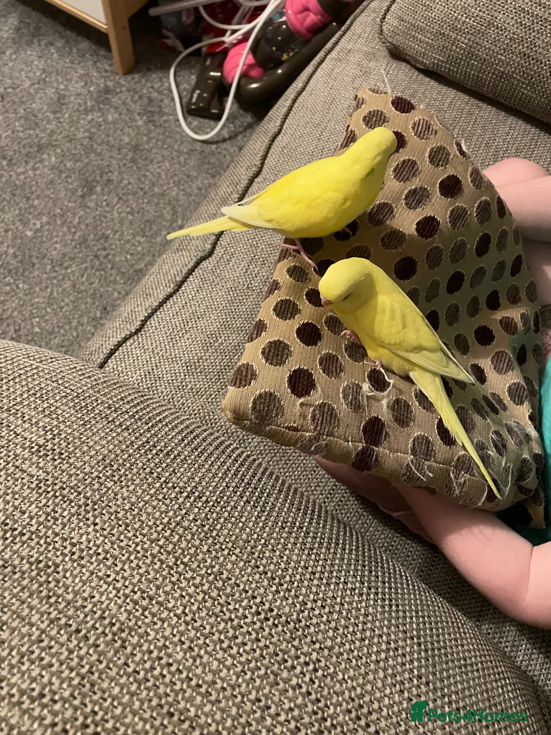 Budgerigars birds for sale: Hand tame Lutino budgies  - Advert 3