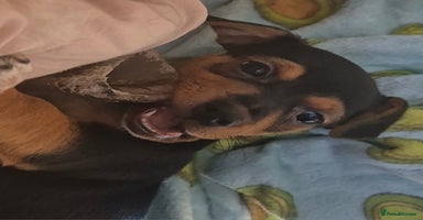 Mixed Breed dogs in Alfreton - Advert 6