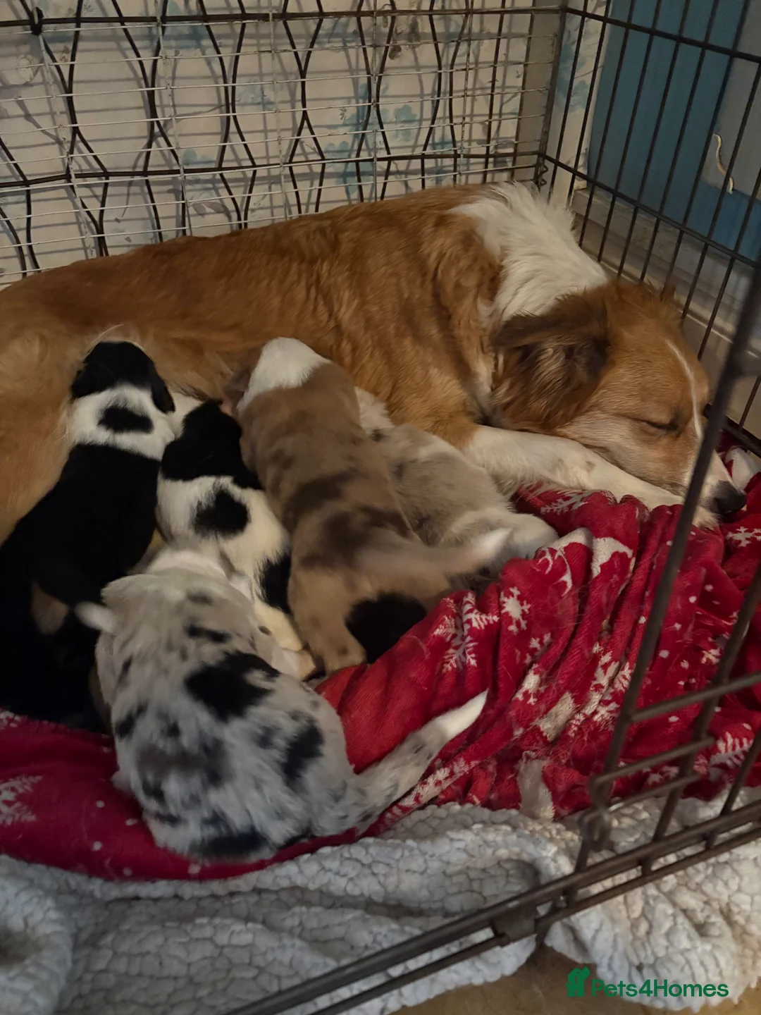 Border Collie dogs for sale: Beautiful border collie puppies - Advert 2